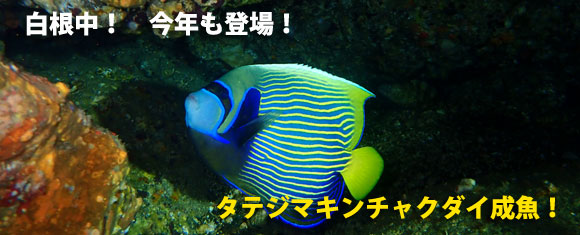 ^eW}L`N_C