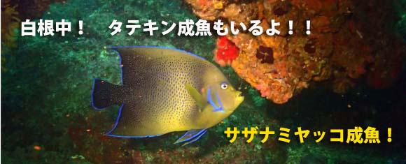 TUi~bR