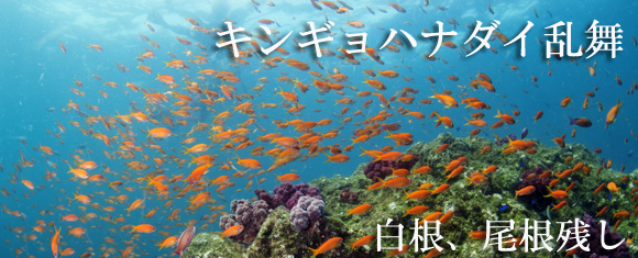 �L���M���n�i�_�C